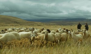 Vartan and Samvel, Sheep Herders